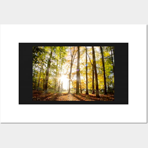 Beech wood sunburst Wall Art by heidiannemorris